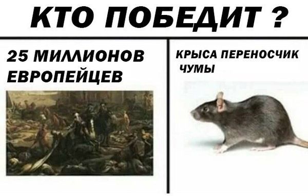 Уничтожение крыс в Якутске, цены, стоимость, методы