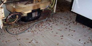Поморить тараканов в квартире в Якутске, цены