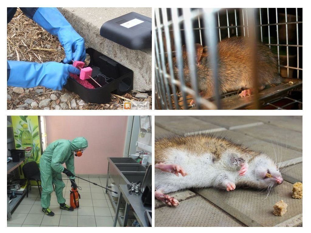 Дератизация от грызунов от крыс и мышей в Якутске