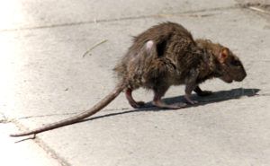 Фирма по уничтожению грызунов, крыс и мышей в Якутске