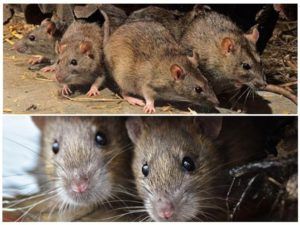 Травить грызунов крыс и мышей в Якутске