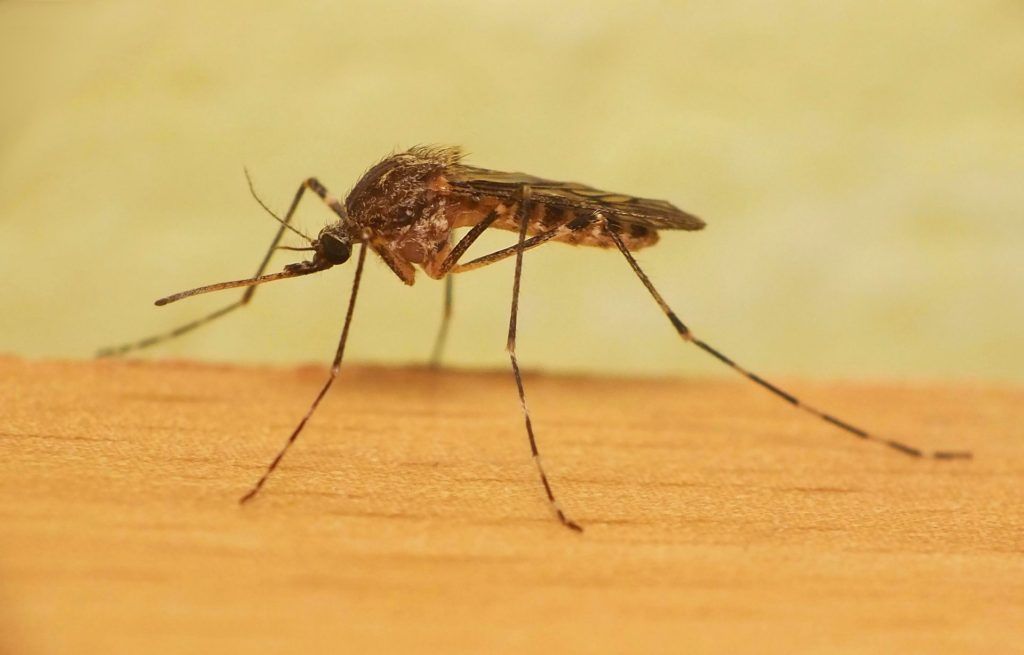 Уничтожение комаров в Якутске