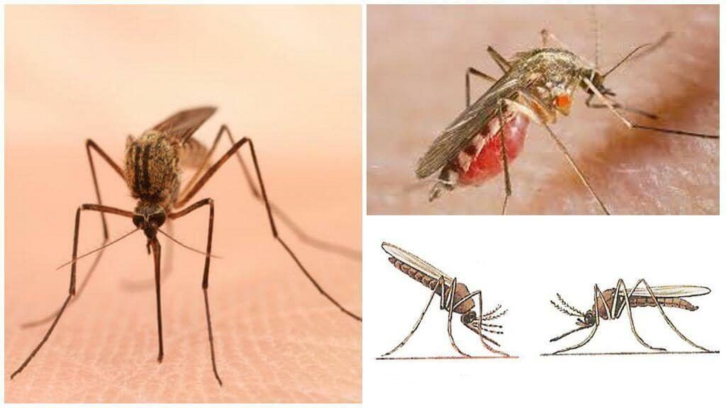 Уничтожение комаров в Якутске