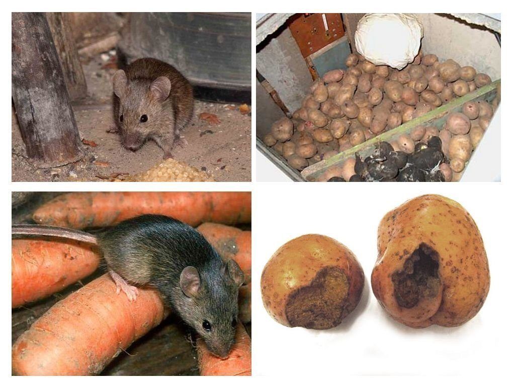 Обработка от грызунов крыс и мышей в Якутске