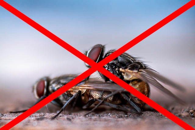 Профессиональное уничтожение мух в Якутске с гарантией