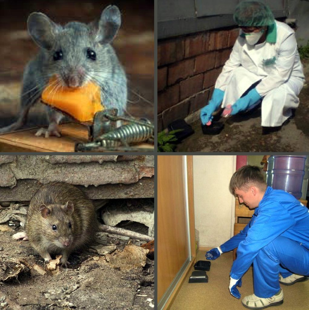 Дезинфекция от грызунов, крыс и мышей в Якутске
