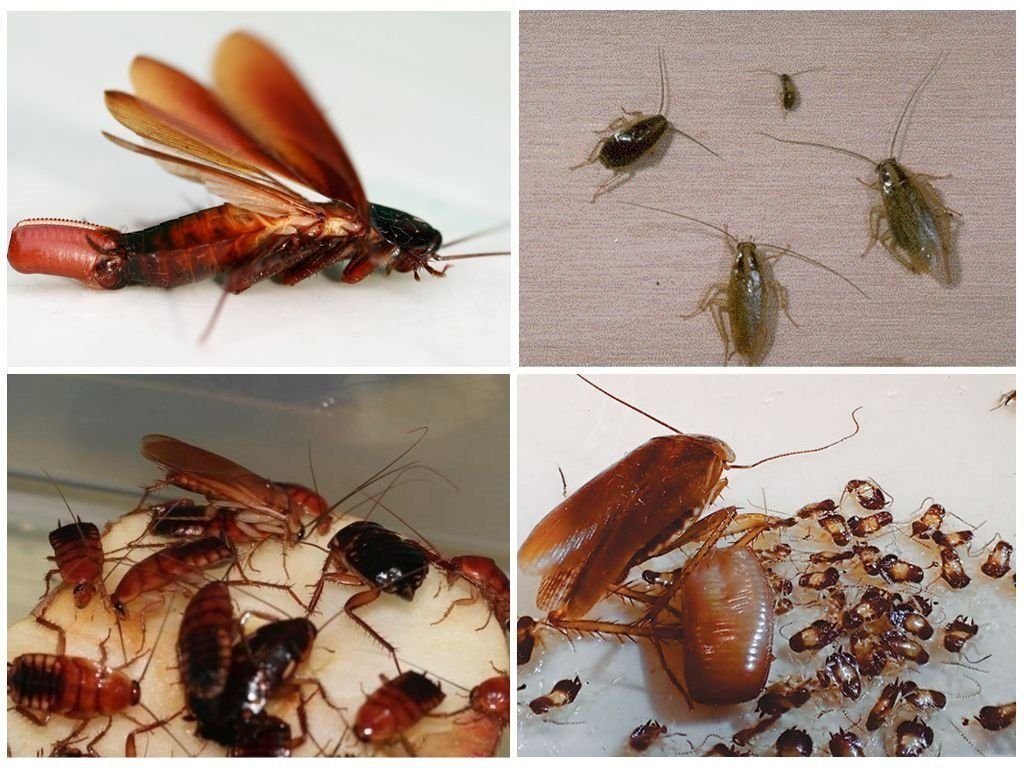 Уничтожение тараканов в квартире в Якутске 