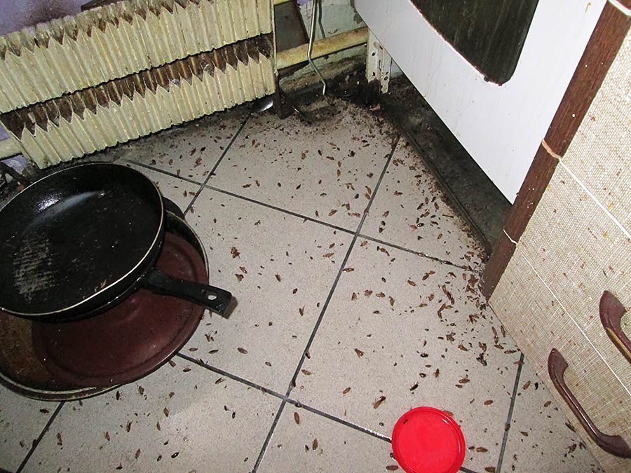Санэпидемстанция от тараканов в Якутске, вызвать, цены